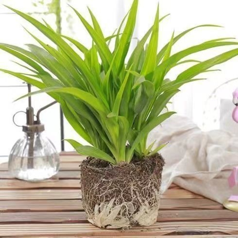 Хлорофитум спайдър растение в саксия | Годишно пречистване на въздуха в офиса и абсорбиране на формалдехид | Код на продукта AL1001022295