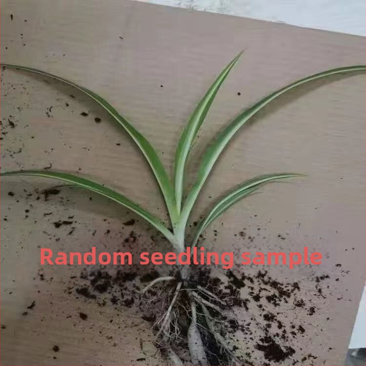 Chlorophytum toataim potis | Aastaringne kontori õhu puhastamine ja formaldehüüdi imendumine | Tootekood AL1001022295