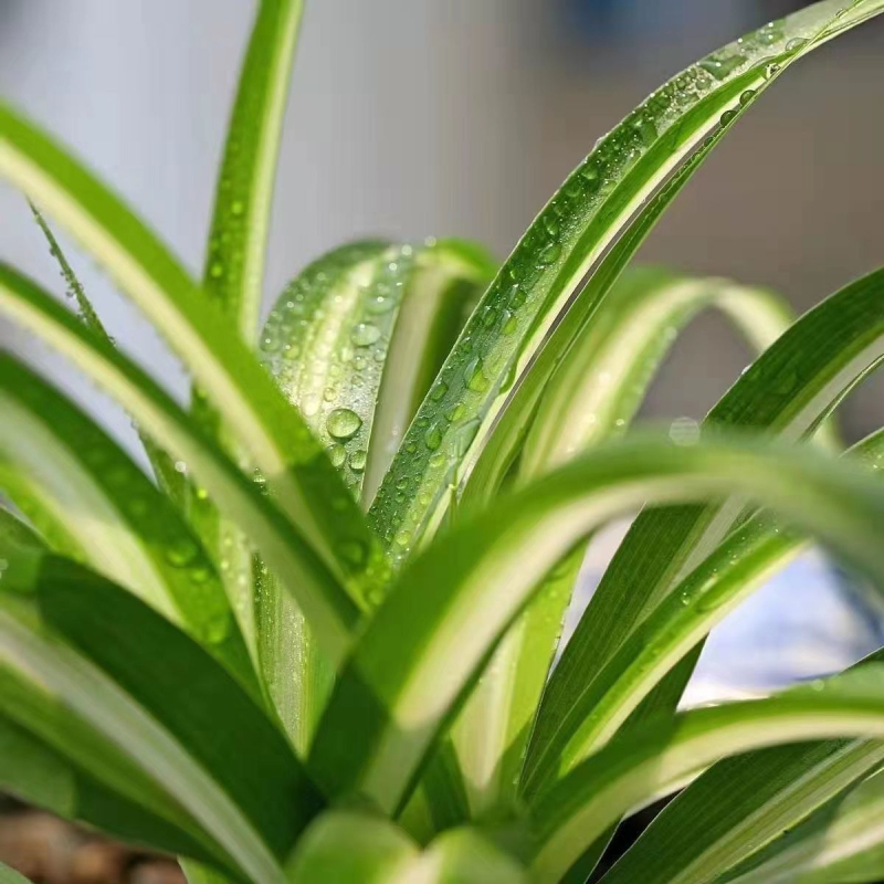 Хлорофитум спайдър растение в саксия | Годишно пречистване на въздуха в офиса и абсорбиране на формалдехид | Код на продукта AL1001022295