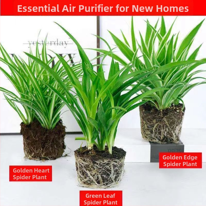 Chlorophytum toataim potis | Aastaringne kontori õhu puhastamine ja formaldehüüdi imendumine | Tootekood AL1001022295