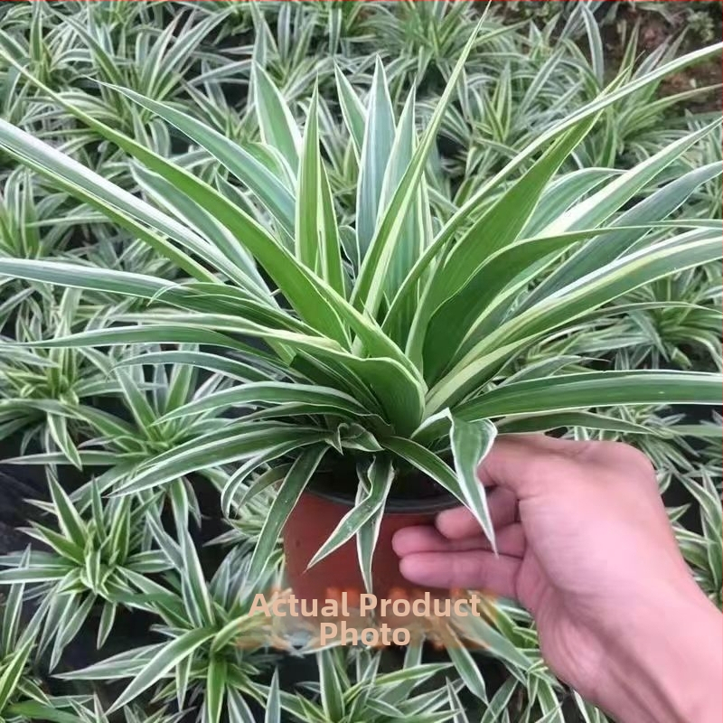 Chlorophytum toataim potis | Aastaringne kontori õhu puhastamine ja formaldehüüdi imendumine | Tootekood AL1001022295
