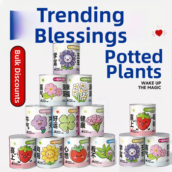 Mini potitaimed salapärases kastis istutamiseks: maasikas, gypsophila, morning glory; sobib klassile või õpilaste preemiaks