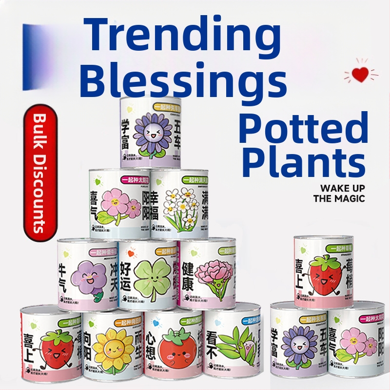 Mini potitaimed salapärases kastis istutamiseks: maasikas, gypsophila, morning glory; sobib klassile või õpilaste preemiaks