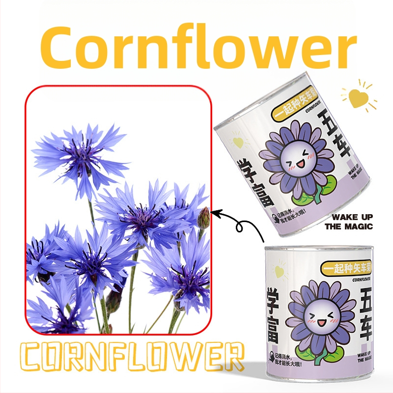 Mini potitaimed salapärases kastis istutamiseks: maasikas, gypsophila, morning glory; sobib klassile või õpilaste preemiaks