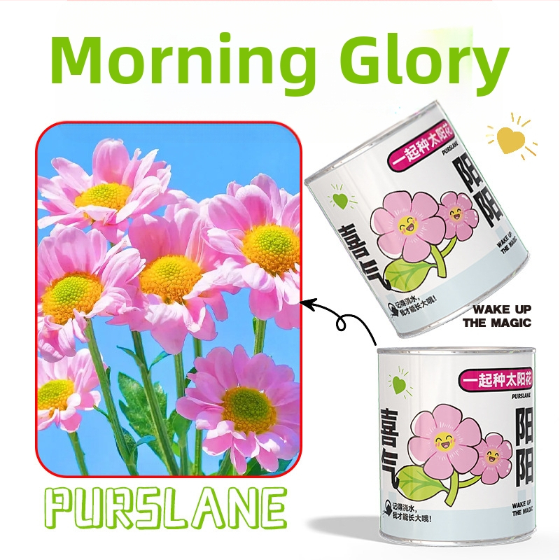 Mini potitaimed salapärases kastis istutamiseks: maasikas, gypsophila, morning glory; sobib klassile või õpilaste preemiaks