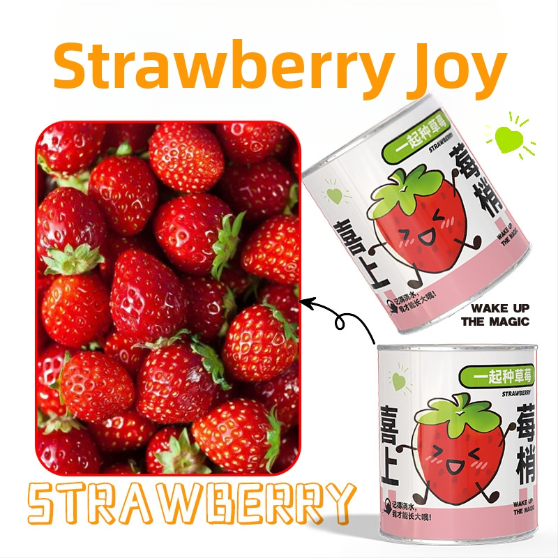 Mini potitaimed salapärases kastis istutamiseks: maasikas, gypsophila, morning glory; sobib klassile või õpilaste preemiaks