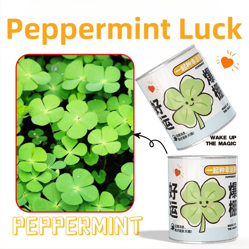 Mini potitaimed salapärases kastis istutamiseks: maasikas, gypsophila, morning glory; sobib klassile või õpilaste preemiaks