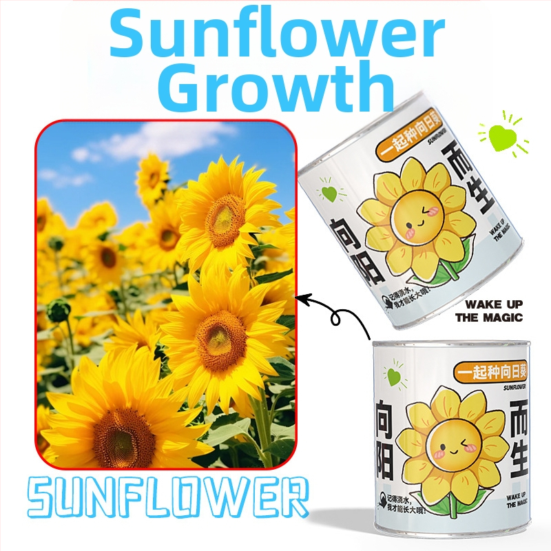 Mini potitaimed salapärases kastis istutamiseks: maasikas, gypsophila, morning glory; sobib klassile või õpilaste preemiaks