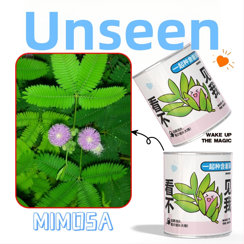 Mini potitaimed salapärases kastis istutamiseks: maasikas, gypsophila, morning glory; sobib klassile või õpilaste preemiaks