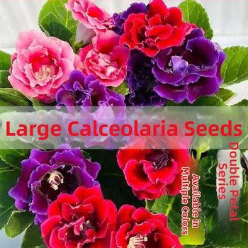 Hibiskuseemned, kahesugused õied, siseruumides rõdule pottides, päikesega sobiv, mõõdukas kastmine