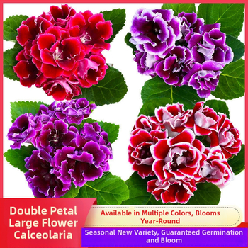 Hibiskuseemned, kahesugused õied, siseruumides rõdule pottides, päikesega sobiv, mõõdukas kastmine