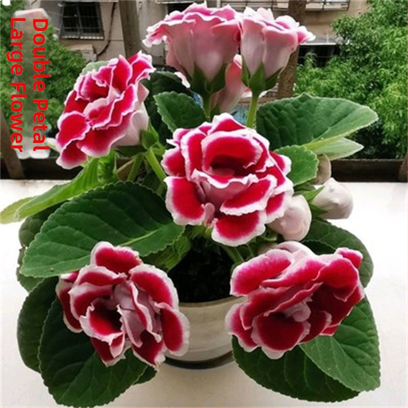 Hibisų sėklos, dvigubo žydėjimo veislė vidiniam balkonui vazonuose, saulės mylėtojas, vidutinis laistymas