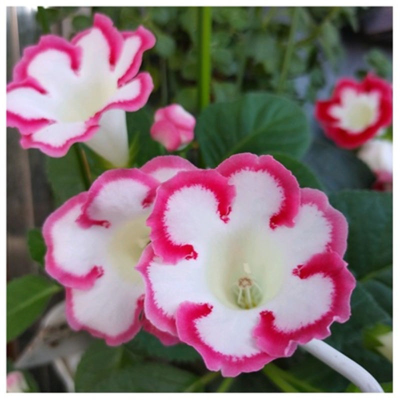 Семена на хибискус, двойноцветен вид за вътрешен балкон в саксии, слънцелюбиви и с умерено поливане