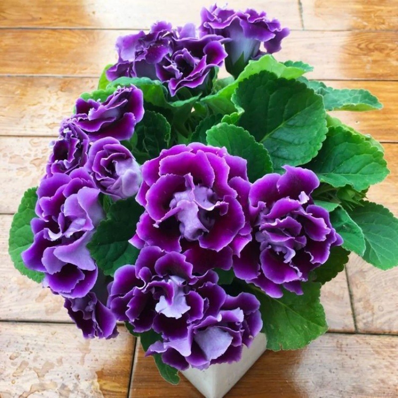 Семена на хибискус, двойноцветен вид за вътрешен балкон в саксии, слънцелюбиви и с умерено поливане