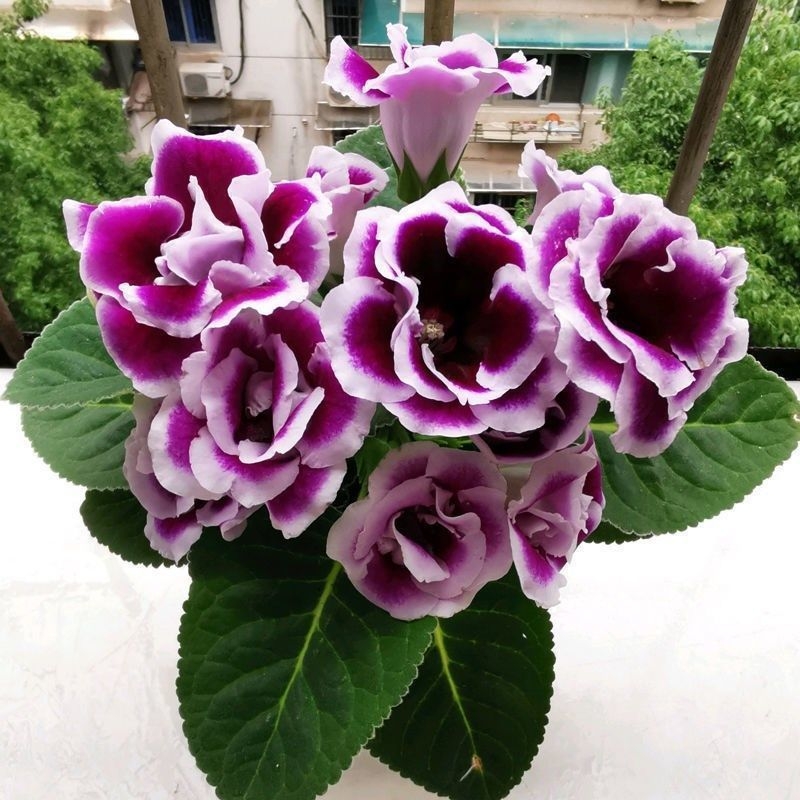 Семена на хибискус, двойноцветен вид за вътрешен балкон в саксии, слънцелюбиви и с умерено поливане