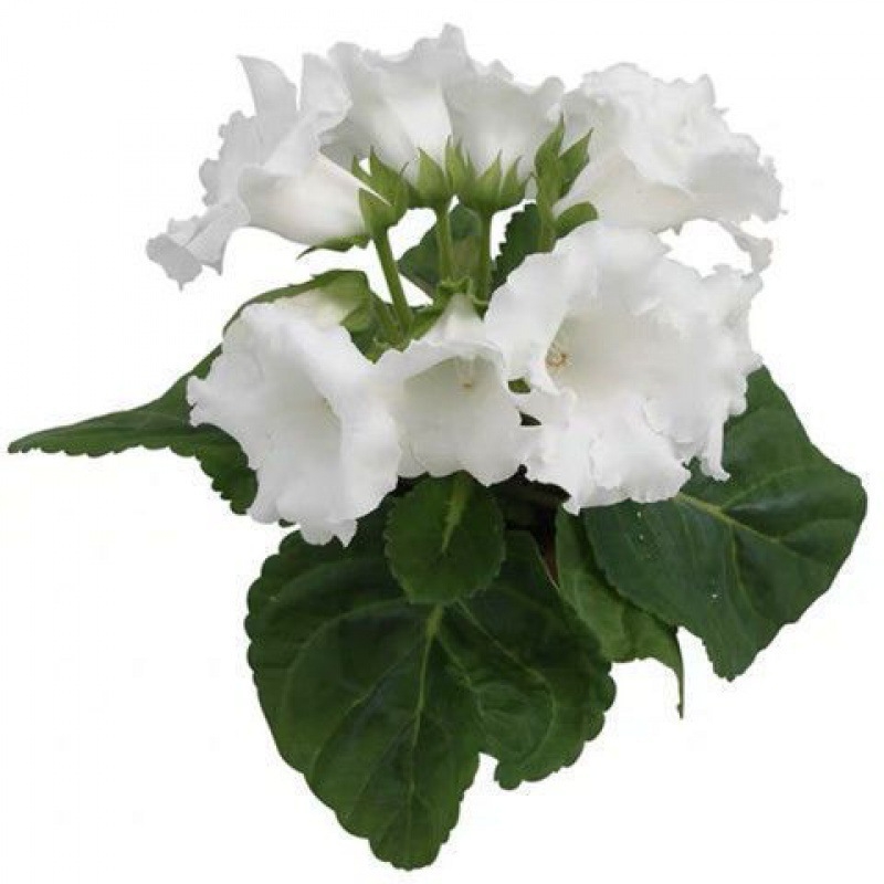 Семена на хибискус, двойноцветен вид за вътрешен балкон в саксии, слънцелюбиви и с умерено поливане