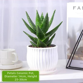 Алое вера – вътрешно растение в саксия, лесно за поддръжка, почиства въздуха, сукулент за офис