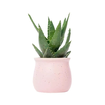 Алое вера – вътрешно растение в саксия, лесно за поддръжка, почиства въздуха, сукулент за офис