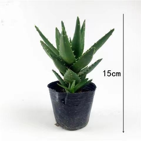 Алое вера – вътрешно растение в саксия, лесно за поддръжка, почиства въздуха, сукулент за офис