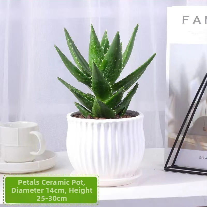 Алое вера – вътрешно растение в саксия, лесно за поддръжка, почиства въздуха, сукулент за офис