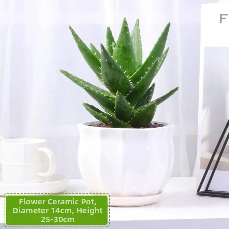 Алое вера – вътрешно растение в саксия, лесно за поддръжка, почиства въздуха, сукулент за офис