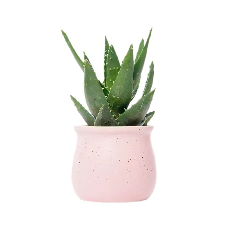 Алое вера – вътрешно растение в саксия, лесно за поддръжка, почиства въздуха, сукулент за офис