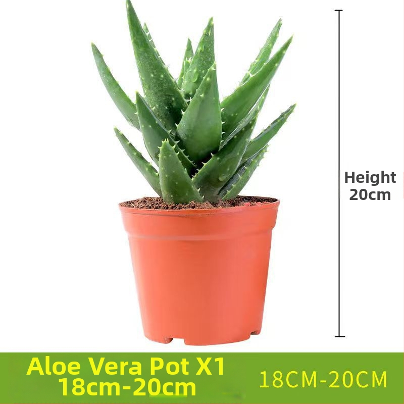 Алое вера – вътрешно растение в саксия, лесно за поддръжка, почиства въздуха, сукулент за офис