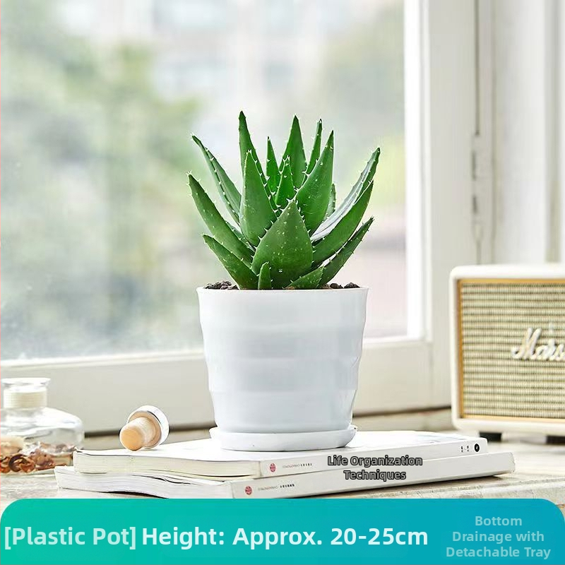 Алое вера – вътрешно растение в саксия, лесно за поддръжка, почиства въздуха, сукулент за офис