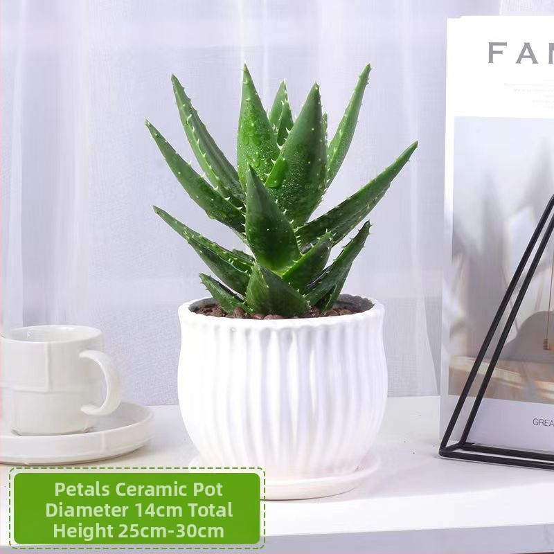 Алое вера – вътрешно растение в саксия, лесно за поддръжка, почиства въздуха, сукулент за офис