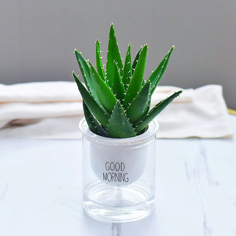 Алое вера – вътрешно растение в саксия, лесно за поддръжка, почиства въздуха, сукулент за офис