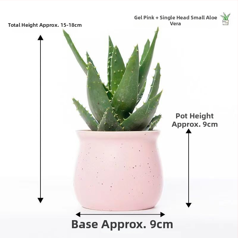 Алое вера – вътрешно растение в саксия, лесно за поддръжка, почиства въздуха, сукулент за офис