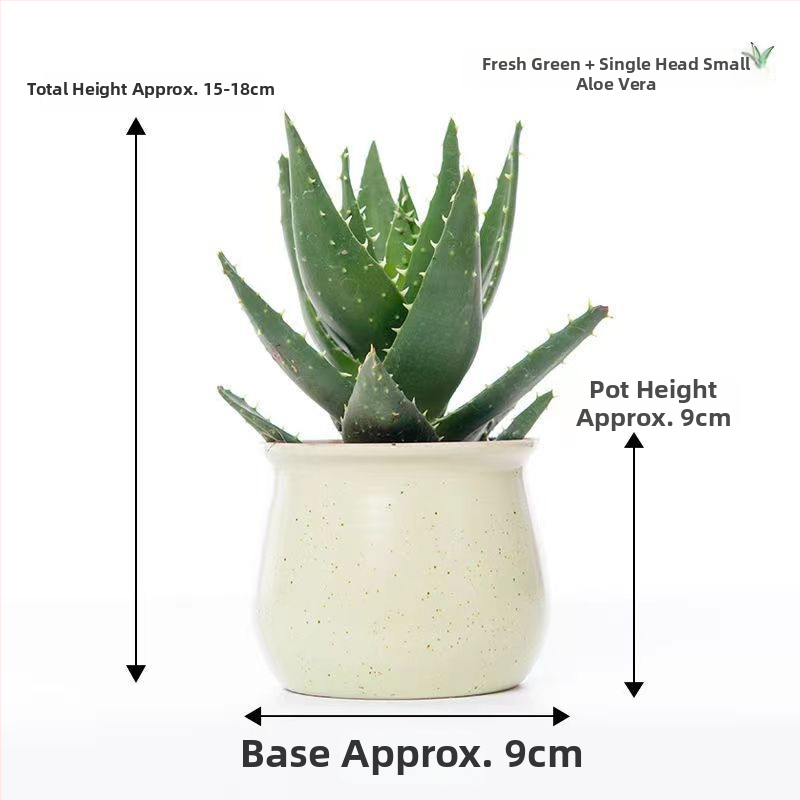 Алое вера – вътрешно растение в саксия, лесно за поддръжка, почиства въздуха, сукулент за офис