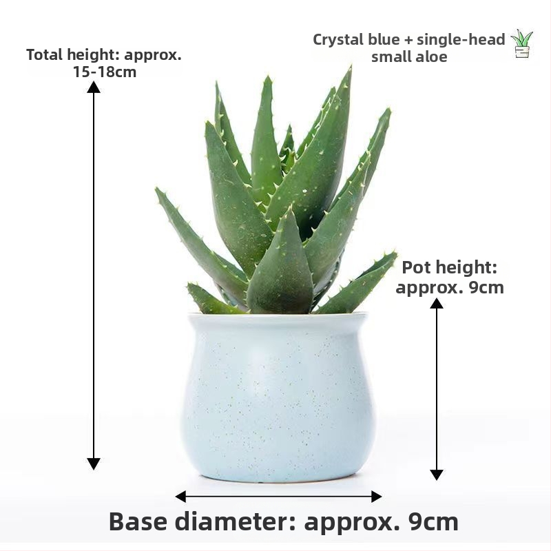 Алое вера – вътрешно растение в саксия, лесно за поддръжка, почиства въздуха, сукулент за офис