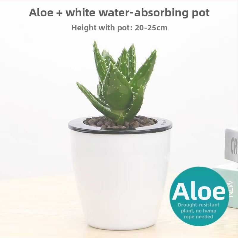 Алое вера – вътрешно растение в саксия, лесно за поддръжка, почиства въздуха, сукулент за офис