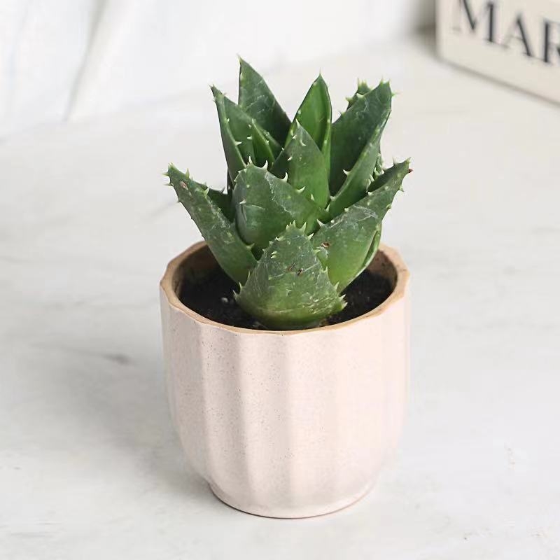 Алое вера – вътрешно растение в саксия, лесно за поддръжка, почиства въздуха, сукулент за офис