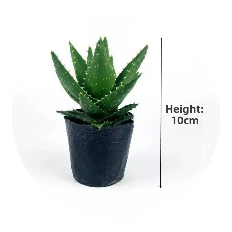 Алое вера – вътрешно растение в саксия, лесно за поддръжка, почиства въздуха, сукулент за офис