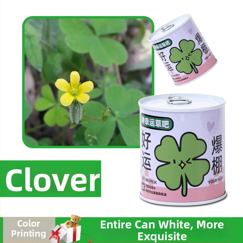 Stalo gėlių dovanos dėžutė su saulėgrąžų mišiniu — lengvai augančios sėklos, veislės: saulėgrąža, braškė, pomidoras, dobilė; auga virš 15°C, neutralus apšvietimas