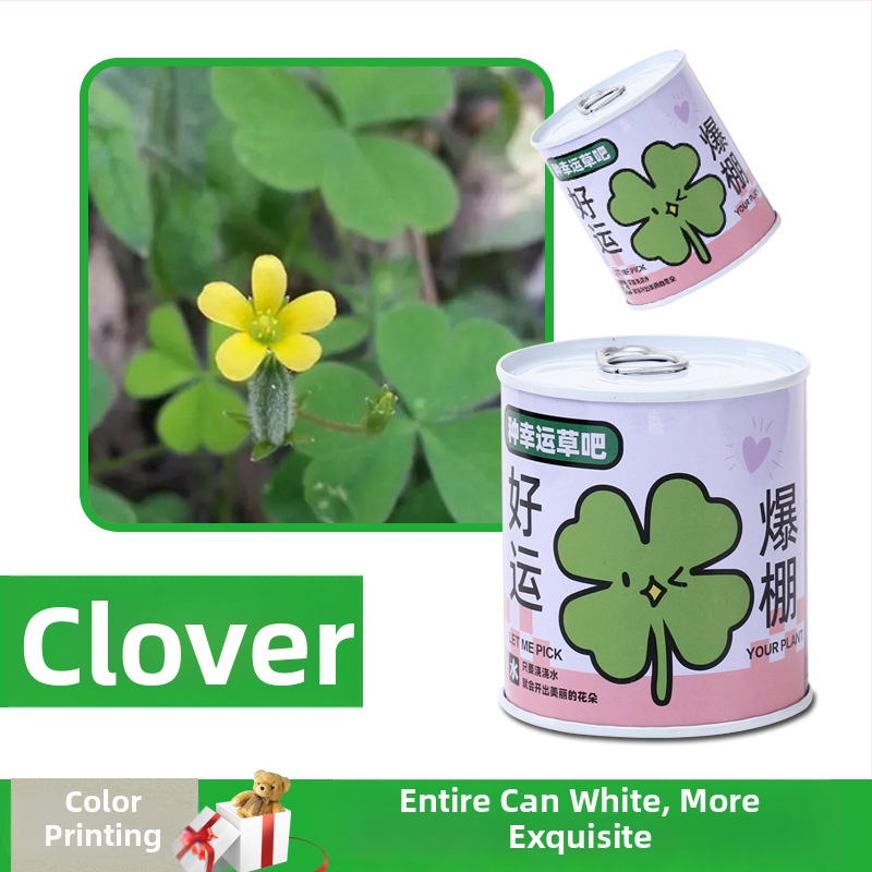 Laua taime kinkekarbis päevalille seguga — kergesti kasvatatavad seemned, sordid: päevalill, maasikas, tomat, ristiku; üle 15°C, neutraalne valgus