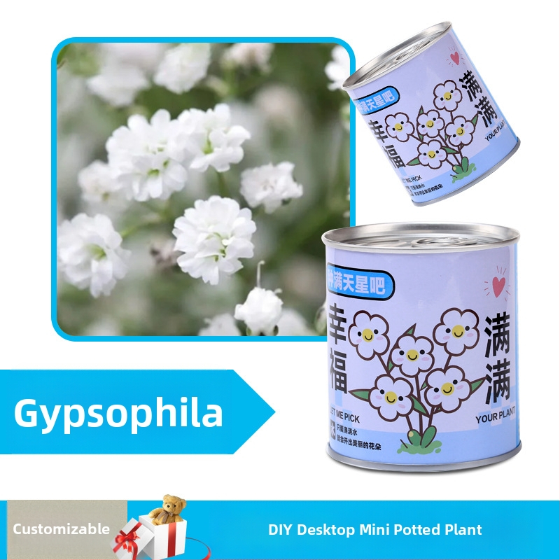 Laua taime kinkekarbis päevalille seguga — kergesti kasvatatavad seemned, sordid: päevalill, maasikas, tomat, ristiku; üle 15°C, neutraalne valgus