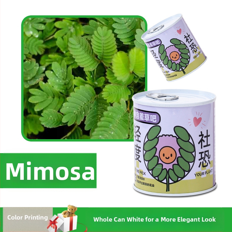 Laua taime kinkekarbis päevalille seguga — kergesti kasvatatavad seemned, sordid: päevalill, maasikas, tomat, ristiku; üle 15°C, neutraalne valgus