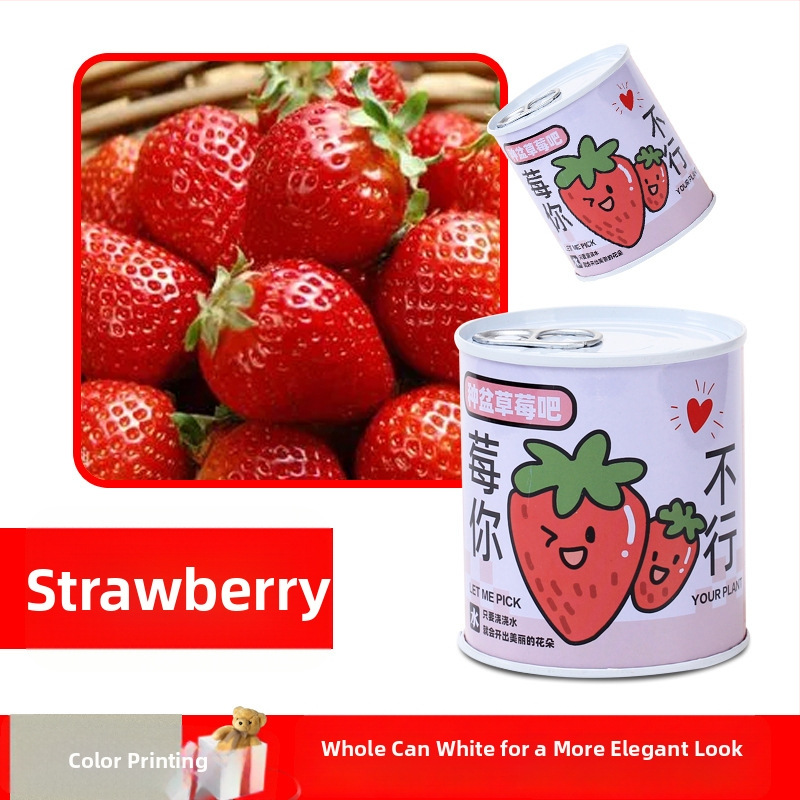 Laua taime kinkekarbis päevalille seguga — kergesti kasvatatavad seemned, sordid: päevalill, maasikas, tomat, ristiku; üle 15°C, neutraalne valgus