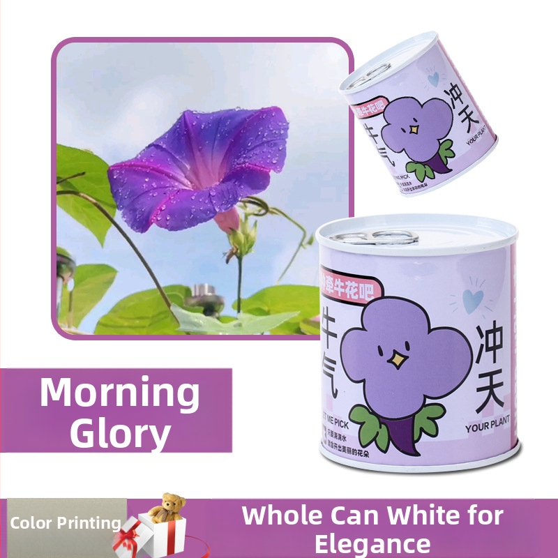 Laua taime kinkekarbis päevalille seguga — kergesti kasvatatavad seemned, sordid: päevalill, maasikas, tomat, ristiku; üle 15°C, neutraalne valgus