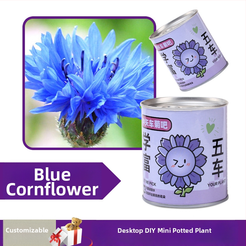 Laua taime kinkekarbis päevalille seguga — kergesti kasvatatavad seemned, sordid: päevalill, maasikas, tomat, ristiku; üle 15°C, neutraalne valgus