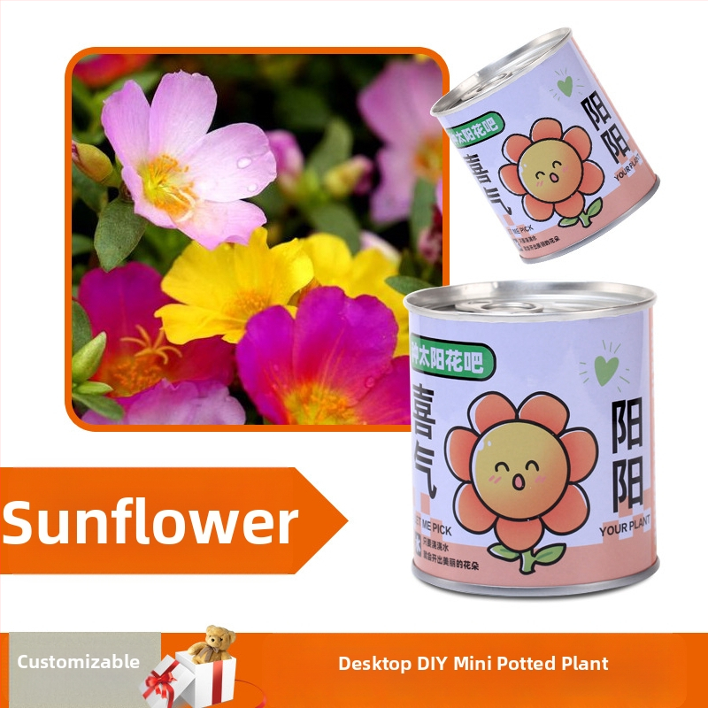 Laua taime kinkekarbis päevalille seguga — kergesti kasvatatavad seemned, sordid: päevalill, maasikas, tomat, ristiku; üle 15°C, neutraalne valgus