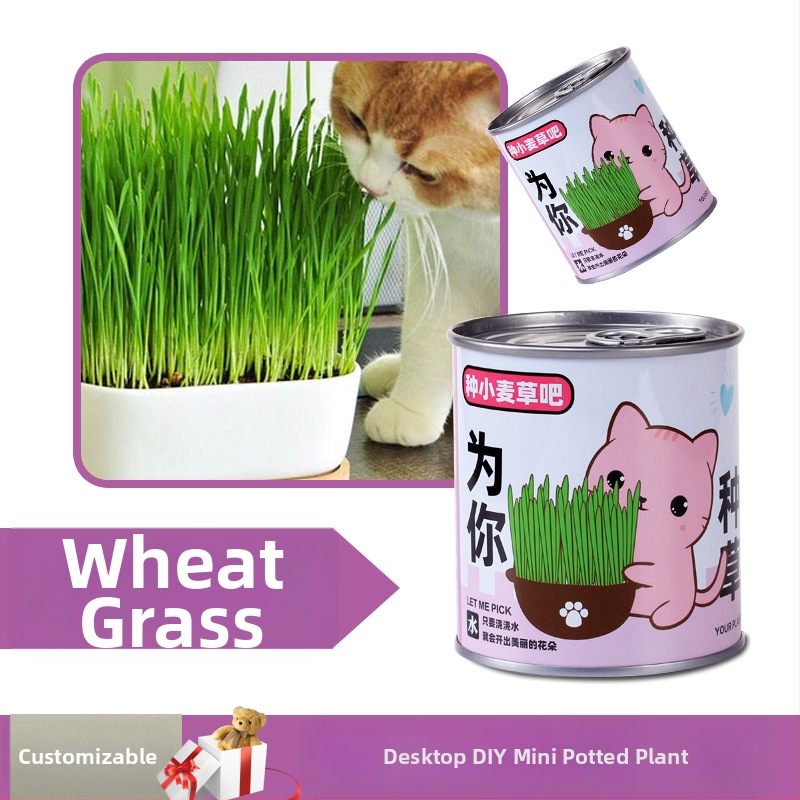 Laua taime kinkekarbis päevalille seguga — kergesti kasvatatavad seemned, sordid: päevalill, maasikas, tomat, ristiku; üle 15°C, neutraalne valgus