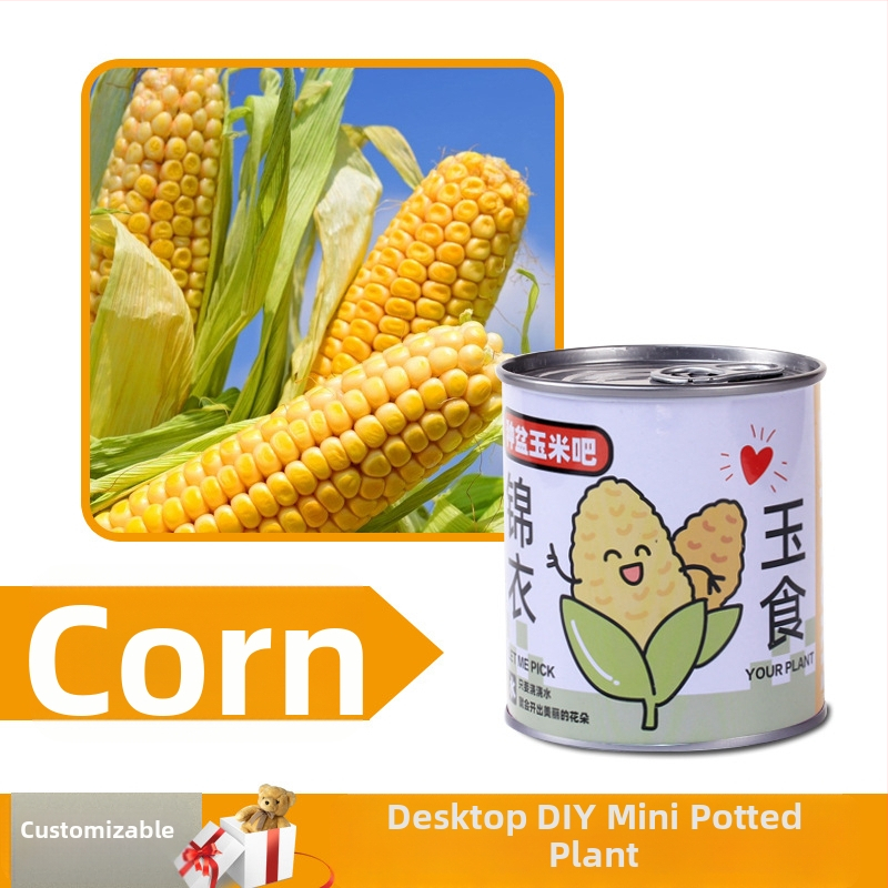 Laua taime kinkekarbis päevalille seguga — kergesti kasvatatavad seemned, sordid: päevalill, maasikas, tomat, ristiku; üle 15°C, neutraalne valgus