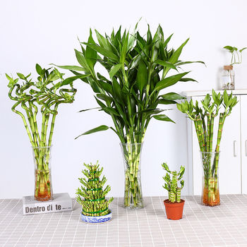 Vidinis hidroponinis Lucky Bamboo augalas – drėgmę mėgstantis, šešėlių toleravimas, įprasta temperatūra, šiuolaikiškas minimalistinis stilius