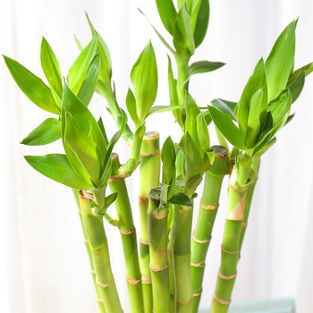 Vidinis hidroponinis Lucky Bamboo augalas – drėgmę mėgstantis, šešėlių toleravimas, įprasta temperatūra, šiuolaikiškas minimalistinis stilius