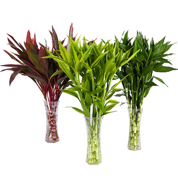 Vidinis hidroponinis Lucky Bamboo augalas – drėgmę mėgstantis, šešėlių toleravimas, įprasta temperatūra, šiuolaikiškas minimalistinis stilius