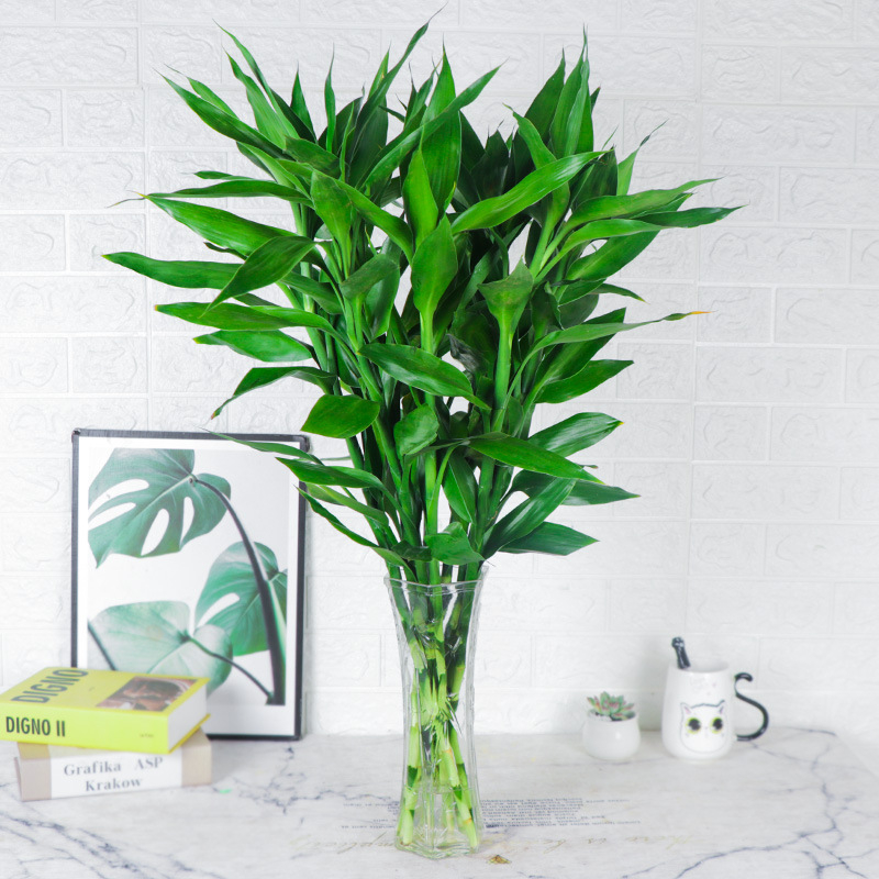 Vidinis hidroponinis Lucky Bamboo augalas – drėgmę mėgstantis, šešėlių toleravimas, įprasta temperatūra, šiuolaikiškas minimalistinis stilius